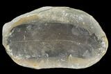 Macroneuropteris Fern Fossil (Pos/Neg) - Mazon Creek #104792-2